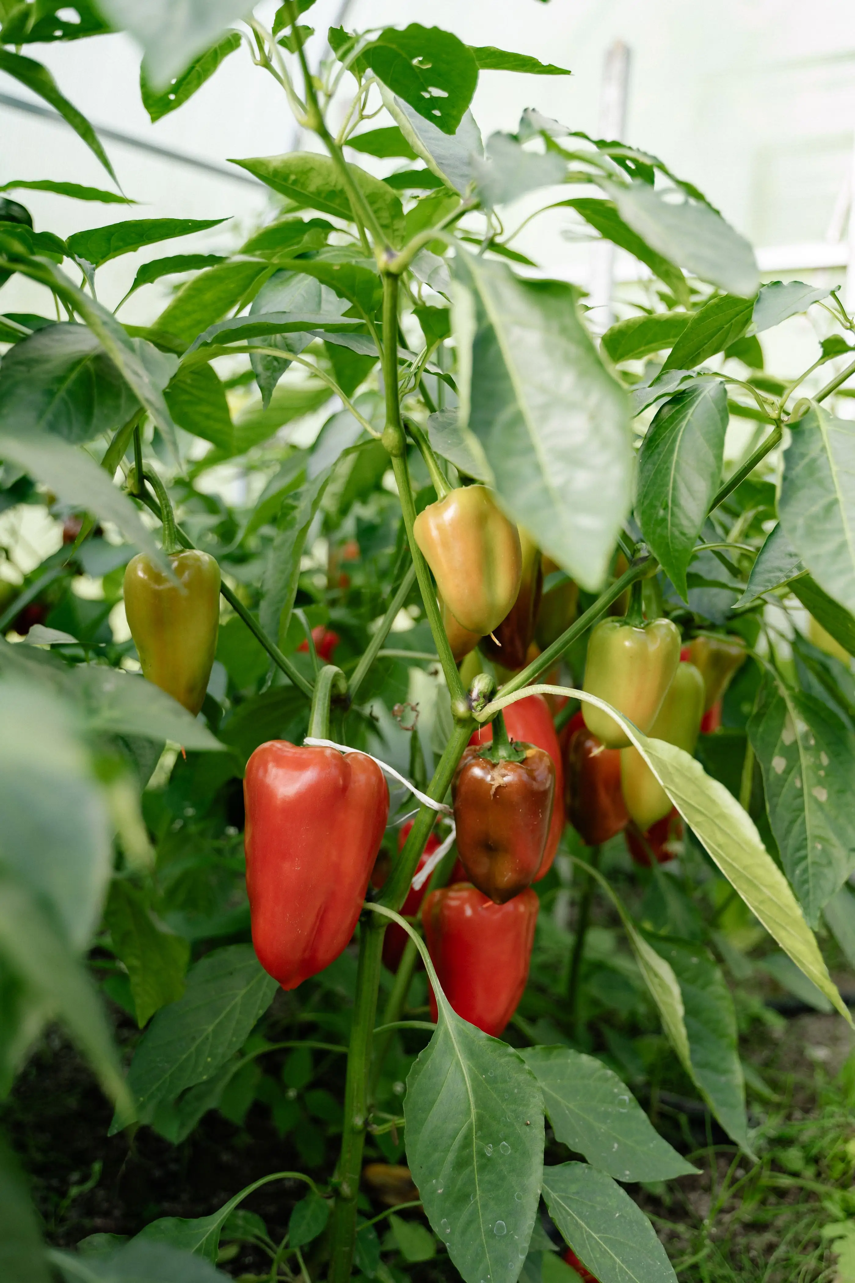 Pimientos en la planta, dentro del invernadero