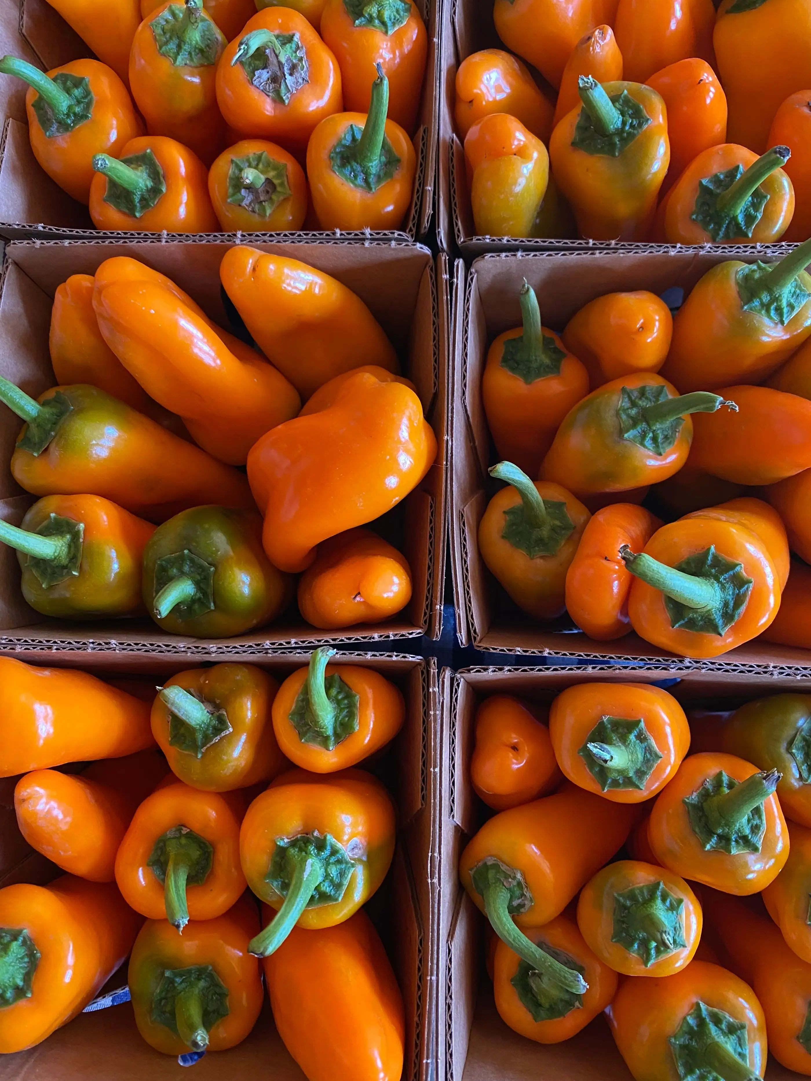 Pimientos naranjas recién cosechados en caja de cartón